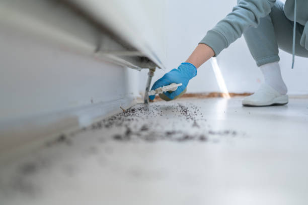 Best Ant Control Services  in Chrisman, IL